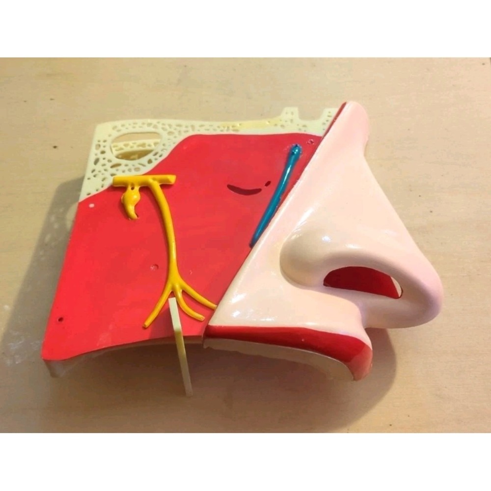 1970 ideal School Supply Company anatomical plastic model nose #5223